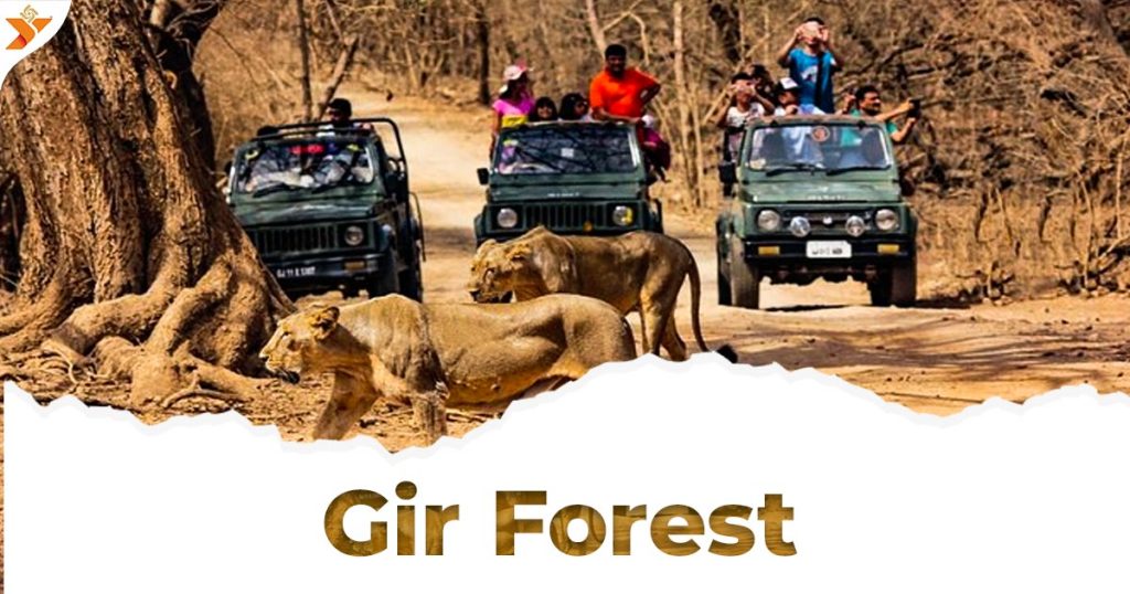 Majestic Asiatic Lion in Sasan Gir National Park, Gujarat, India.