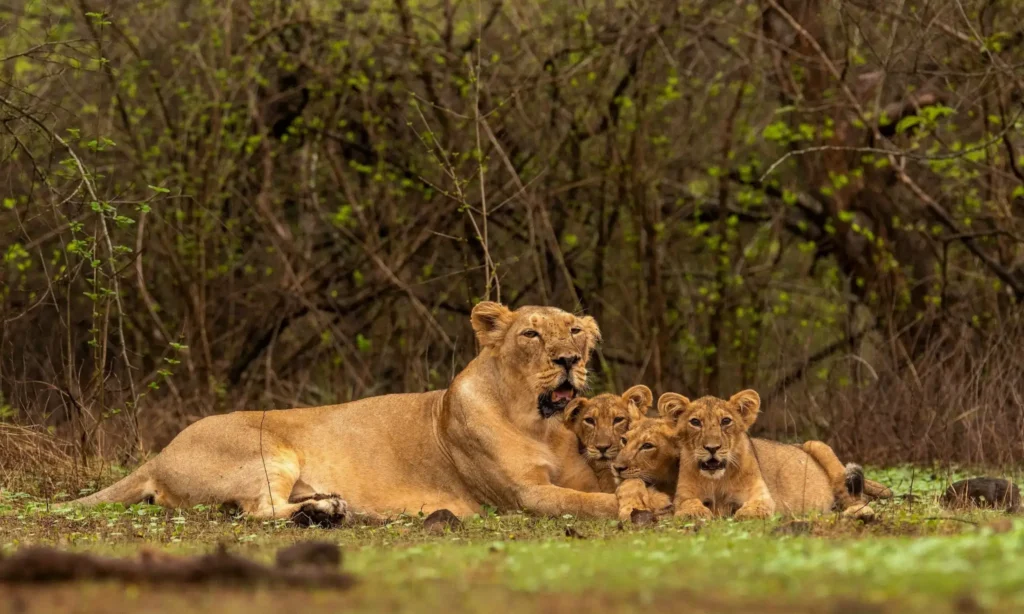 Majestic Asiatic Lion in Sasan Gir National Park, Gujarat, India.